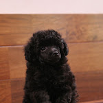 dog620-1.jpg