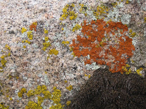 Multi-colored moss