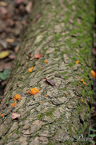 [IMG_0008_Fall%255B8%255D.jpg]