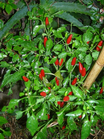 [DSCN5907%255B4%255D.jpg]