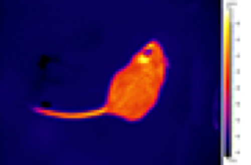 Mouse 80x60.png Mouse 80x60