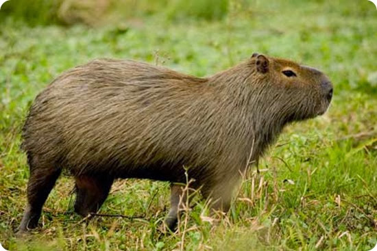 teyu-cuare. carpincho teyu-cuare. carpincho