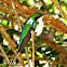 Black-eared Fairy