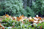 img035-w.jpg
