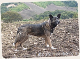 higiene canina cuidados limpieza perros