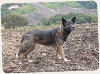 cuidados limpieza perros