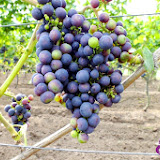 DSCF8357.jpg