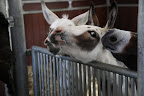 Oh boy!  Here are those darling Frenchies and I think they come bearing gifts!