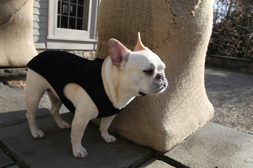 Oh Francesca, you're so silly.  We don't need a topiary version of you—one of you is enough!