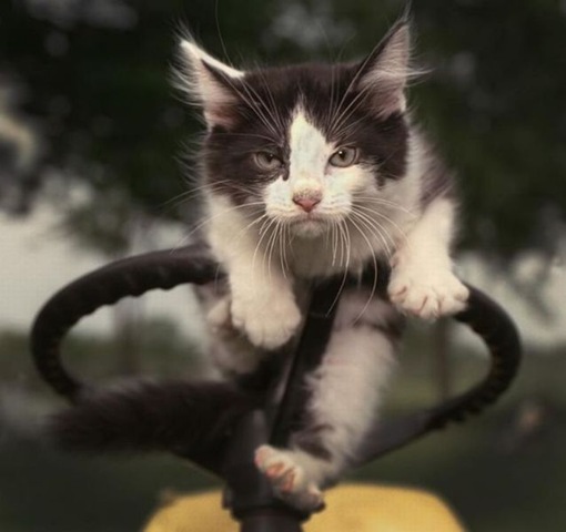 [funny-animals-cute-15%255B2%255D.jpg]