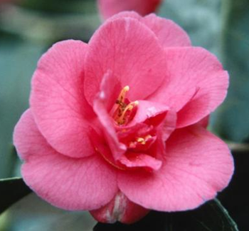Pink camellia: Flower could be growing farther north as climate changes in North America. Getty Images
