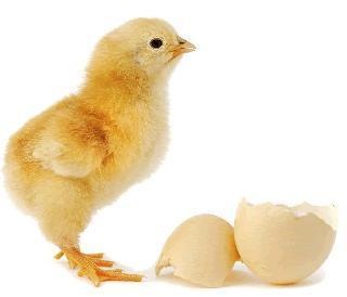[chicken-or-egg-first-hindi%255B5%255D.jpg]