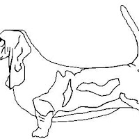 basset hound