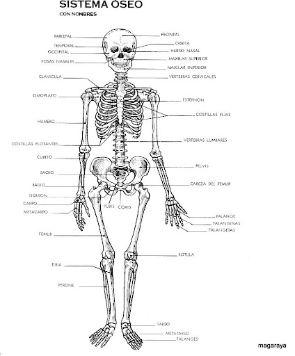 cuerpo humano sistema óseo