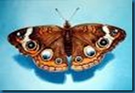 buckeye butterfly buckeye butterfly