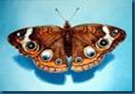 buckeye butterfly