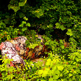 "Junk" - copyright Marie Robinson