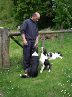 Sheep dog training