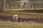 Spring Flowers Are Well On Their Way