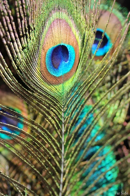 [Color%2520Peacock%2520feathers%255B8%255D.jpg]