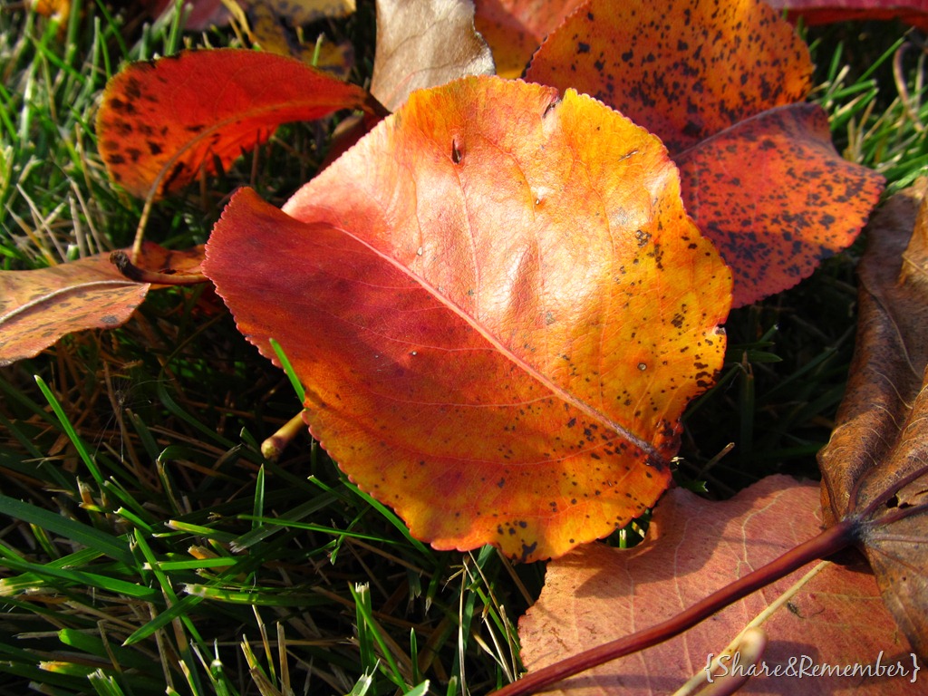 [leaves04%255B3%255D.jpg]
