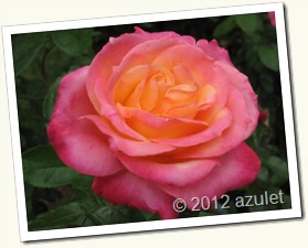 IMG_0262 IMG_0262