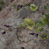 P8147275