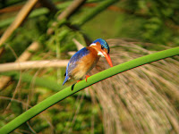 Malachite Kingfisher - Okavango Delta