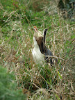 Found one yellow eye penguin in the bush