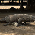 echter Komodo-Drachen