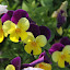 SH_Expo_0057.JPG