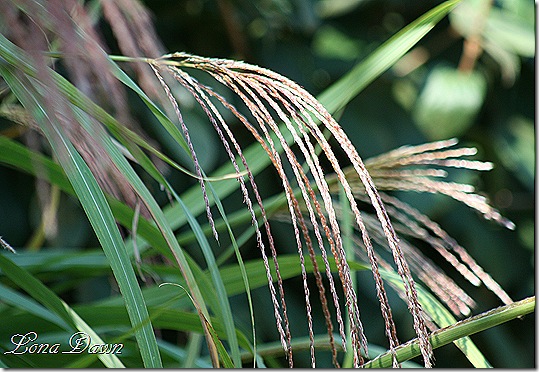 FPC_Miscanthus_Grass3