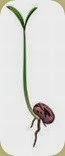 seed seed