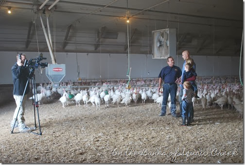thanksgiving turkeys barn