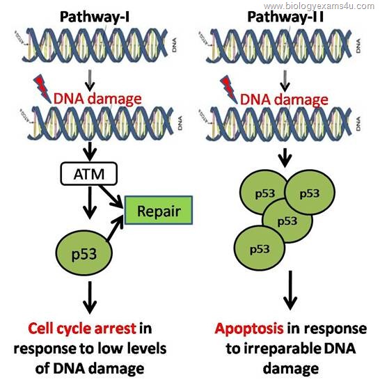 p 53 mediated cell cycle arrest and Apoptosis