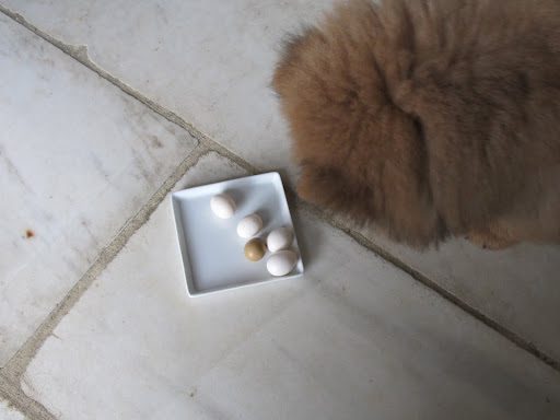 There are even these little tiny ones.  I've got to find out about these things.