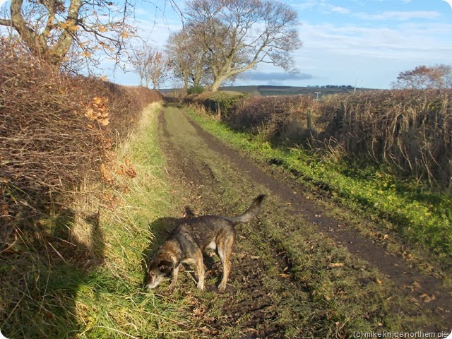 bruno sniffs out a footpath issue