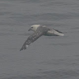 Northern fulmar