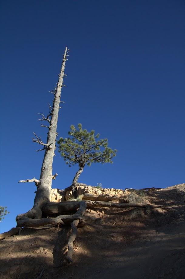 Two Trees Two Trees