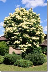 Japanese Tree Lilac Japanese Tree Lilac