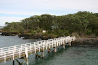 Seagulls on the dock at Rangitoto Island