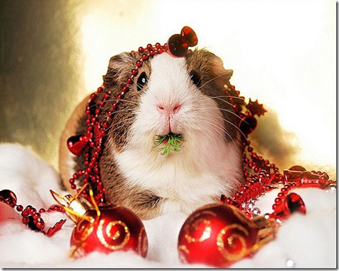 Cute-Christmas-Animals-23