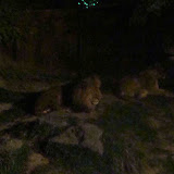 TautphausParkZooOctober2011