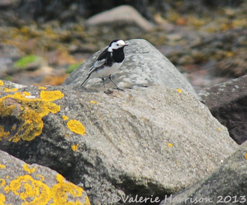 [pied-wagtail%255B2%255D.jpg]