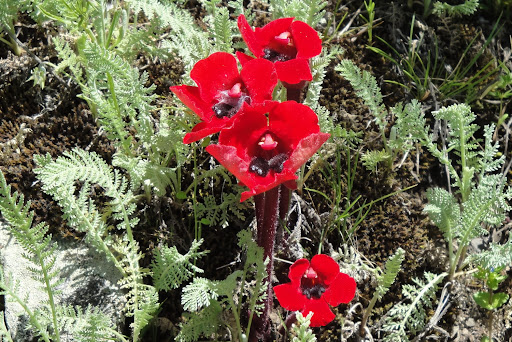 Diphelypaea%252520tournefortii%25252c%252520berdatak%25252c%2525202010.05.18