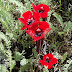 Diphelypaea%252520tournefortii%25252c%252520berdatak%25252c%2525202010.05.18