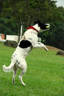 [Pet%2527s%25205%2520%252814_1%2529%2520%252819%2529%255B4%255D.jpg]