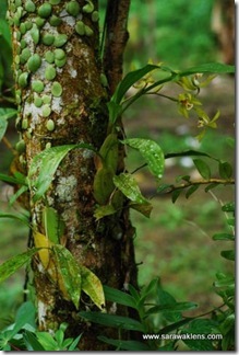 Coelogyne_zurowetzii_sarawaklens_1