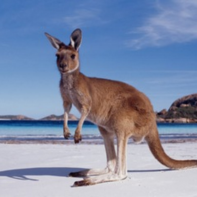 En Australia la temperatura subirá 5º en 2070 a causa del cambio climático