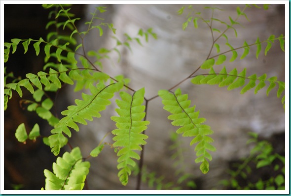 Fern
